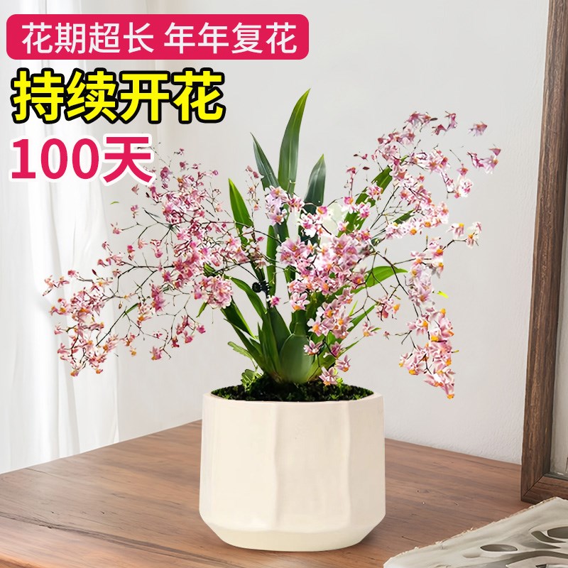 现货速发文心兰梦香兰蝴蝶兰室内桌面盆栽兰花带花发货浓香型四季