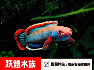 梦幻冰火血斑雷龙进口凶猛小型鱼淡水观赏鱼耐活血斑雷龙鱼耐养