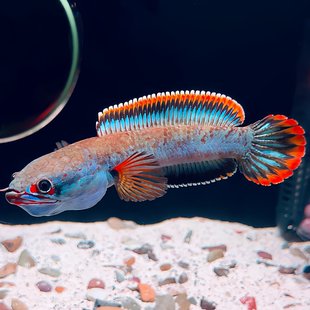 特色血斑一型雷龙鱼红斑纹路辨识度高淡水好养活家庭观赏鱼优选