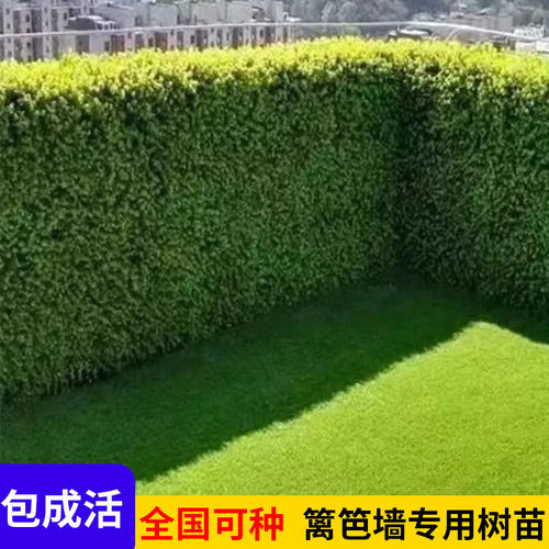 篱笆墙绿植冬青树苗四季常青直立冬青北海道黄杨庭院绿篱围墙植物