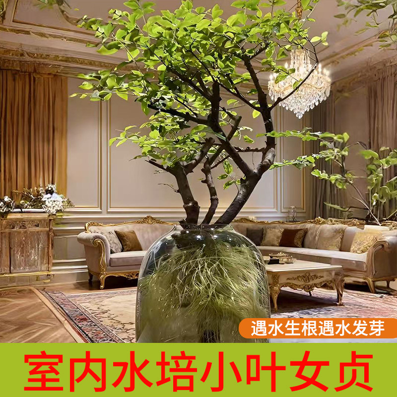 小叶女贞水培毛叶丁香老桩造型树澳洲丁香木四季常青观叶观茎植物