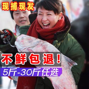 查干湖冬捕胖头鱼鲢鱼鳙鱼新鲜活鱼冷冻淡水鱼大鱼鱼头鱼泡礼盒装