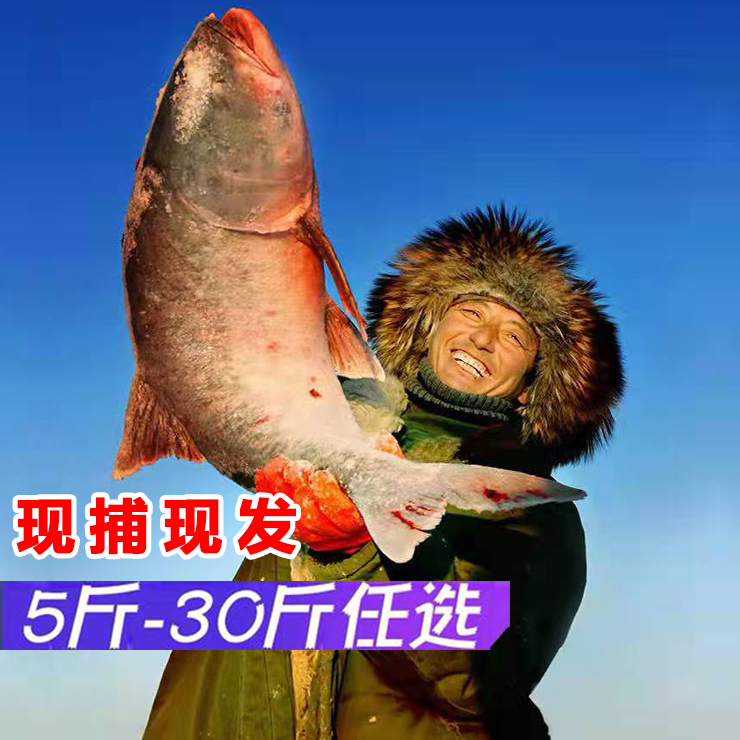 東北大魚松原淡水魚查干湖胖頭魚冬捕魚鰱鳙魚整條20斤禮盒裝