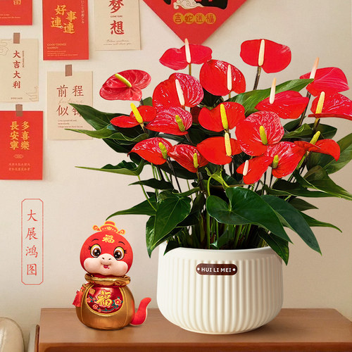 红掌盆栽带花大盆桌面花卉年宵花