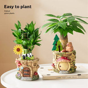 富贵竹盆栽室内招财竹办公室发财树绿植竹子桌面盆景客厅植物礼物