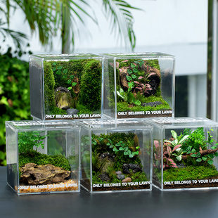 苔藓微景观生态缸雨林造景客厅办公室桌面绿植盆栽生态瓶创意礼物