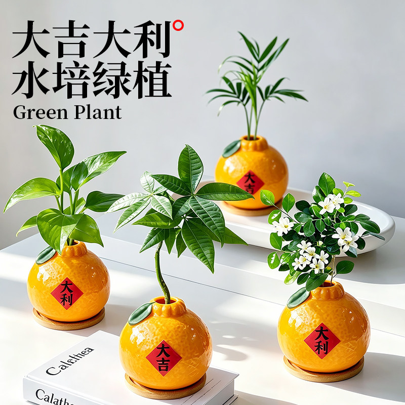 水培植物大吉大利橘子摆件办公室绿植桌面绿萝小盆栽乔迁装饰礼物