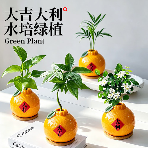 水培植物大吉大利橘子绿植送礼