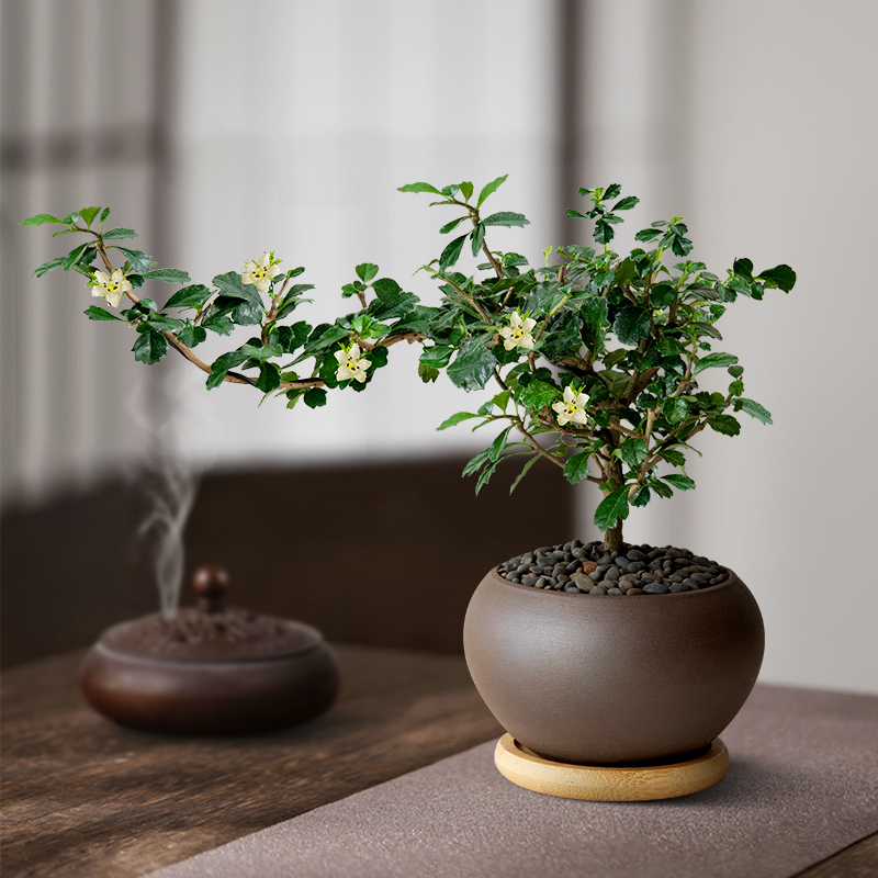 福建茶树盆栽小老桩桌面摆件植物