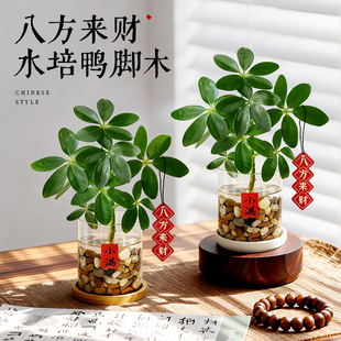 鸭脚木水养八方来财办公室桌面水培植物鹅掌柴室内好养活绿植四季