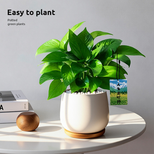 绿萝盆栽室内新房客厅桌面植物净化空气绿植办公室耐阴好养活花卉