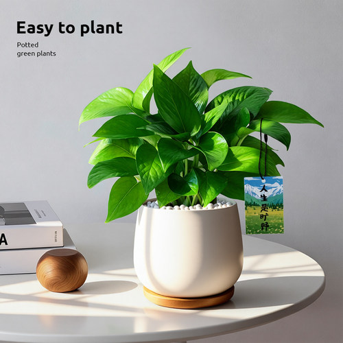 室内桌面绿萝盆栽净化空气好养