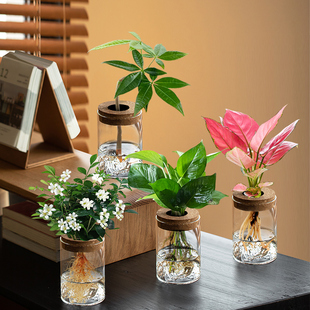 水培植物观山玻璃瓶造型发财树办公室桌面懒人好养室内绿植小盆栽