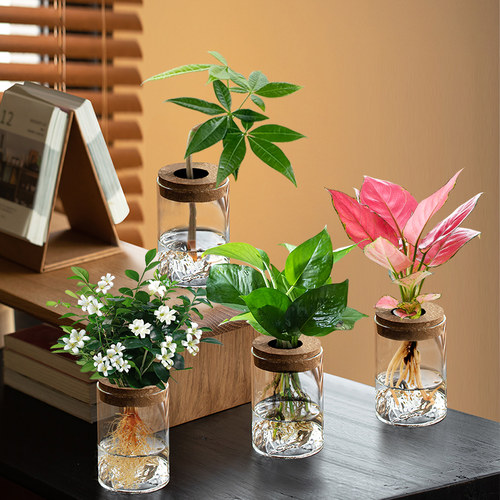 造型发财树室内桌面水培植物