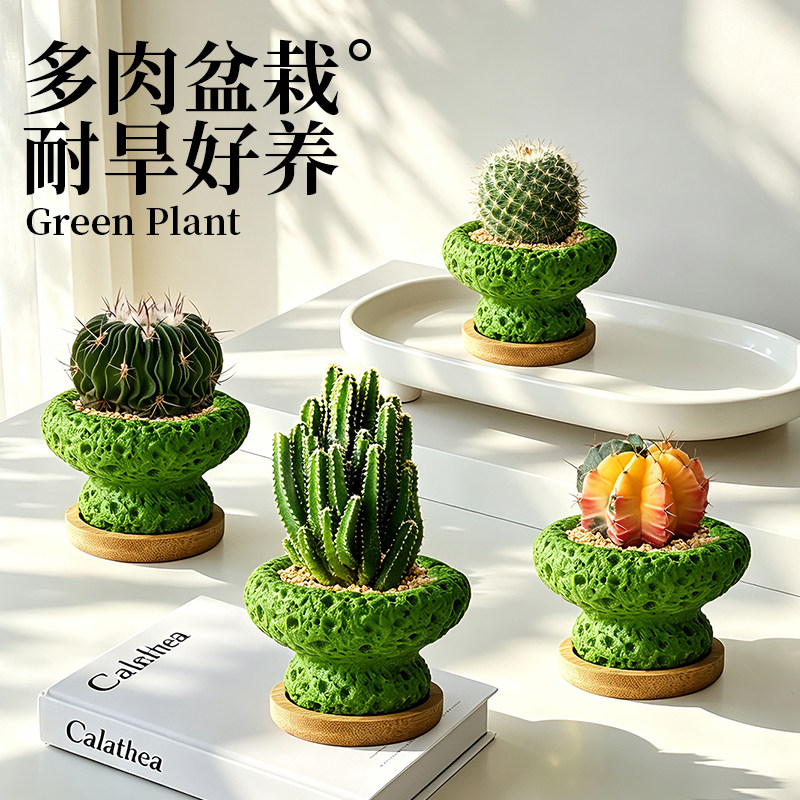 仙人掌小盆栽客厅室内植物多肉仙人球办公室桌面绿植可爱肉肉花卉
