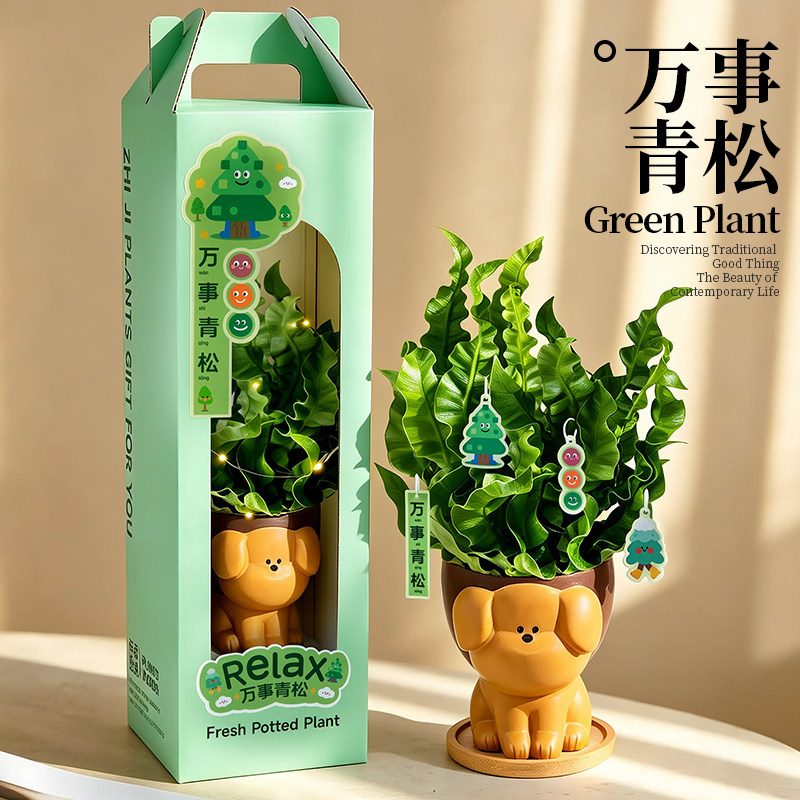 办公室桌面情绪稳定植物治愈解压绿植花卉盆景创意生日礼物送男生