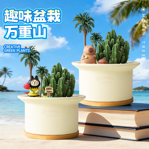 多肉植物盆栽桌面创意趣味礼物