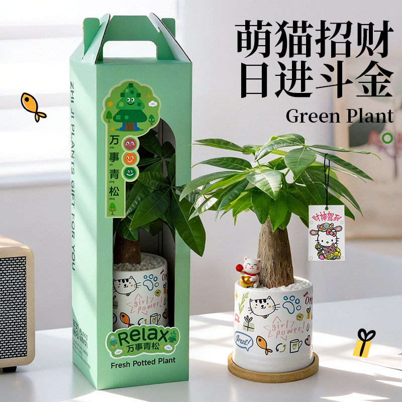 发财树小盆栽可爱招财摆件绿植图片