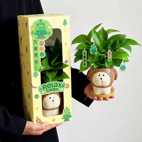 绿萝盆栽桌面绿植花卉净化空气