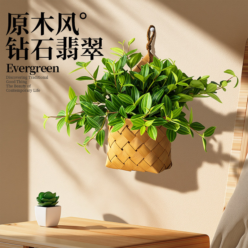 吊兰植物钻石翡翠室内长藤壁挂绿植小叶银斑葛植物办公室绿萝盆栽