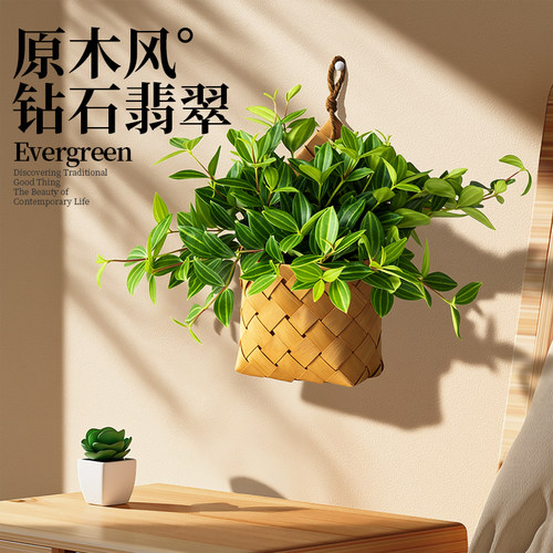 垂吊壁挂好养绿植钻石翡翠