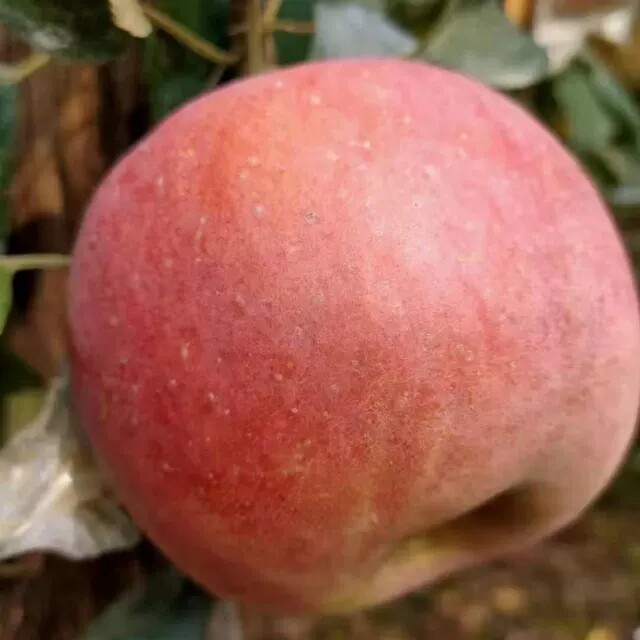 新鲜红富士苹果不打蜡