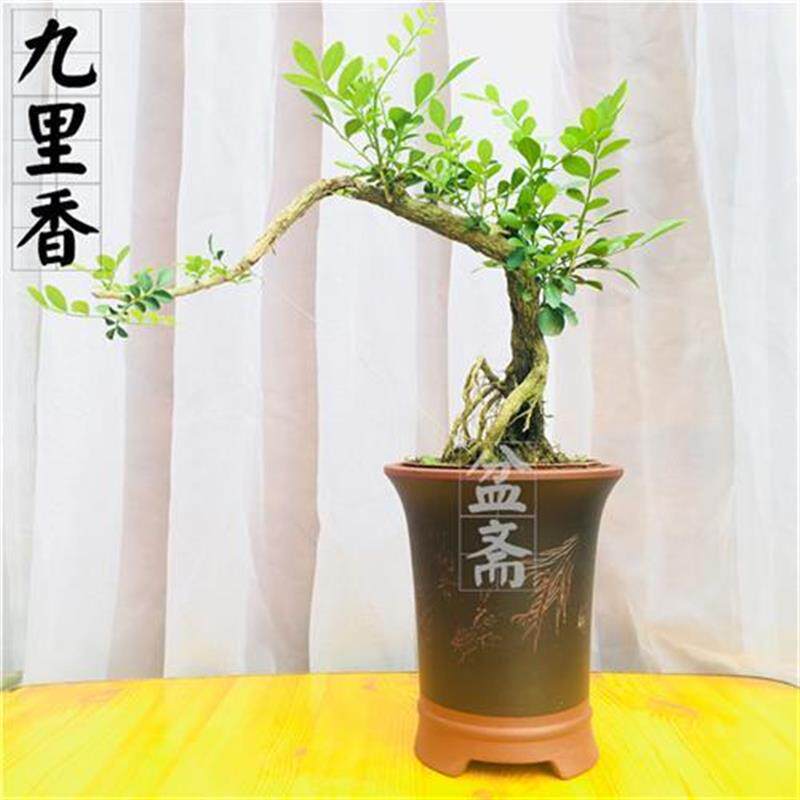 九里香盆景树桩 开花香味十里香七里香悬崖提根阳台庭院熟桩