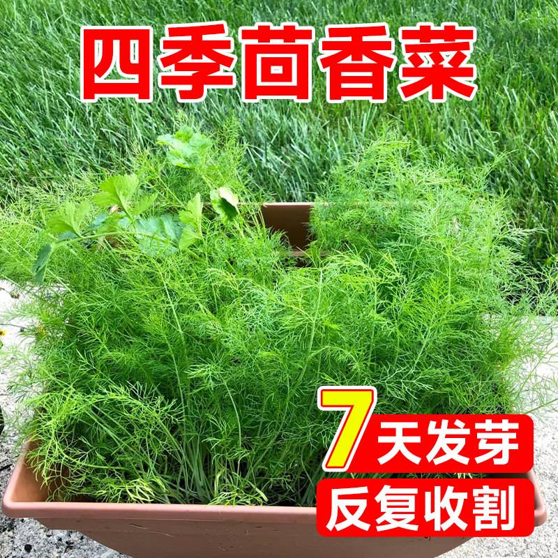 割茬茴香种子茴香种籽四季菜