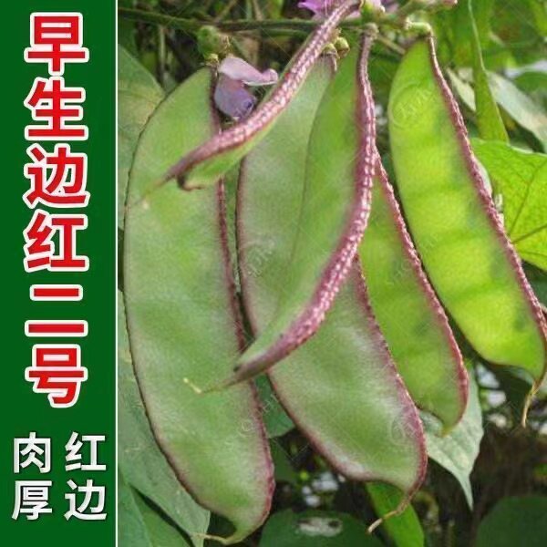 早熟扁豆种子四季眉豆高产