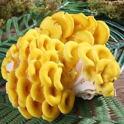 榆黄菇蘑菌种食用菇蘑菇种植菌种阳台鸡油菌可食用阳台种植菌种