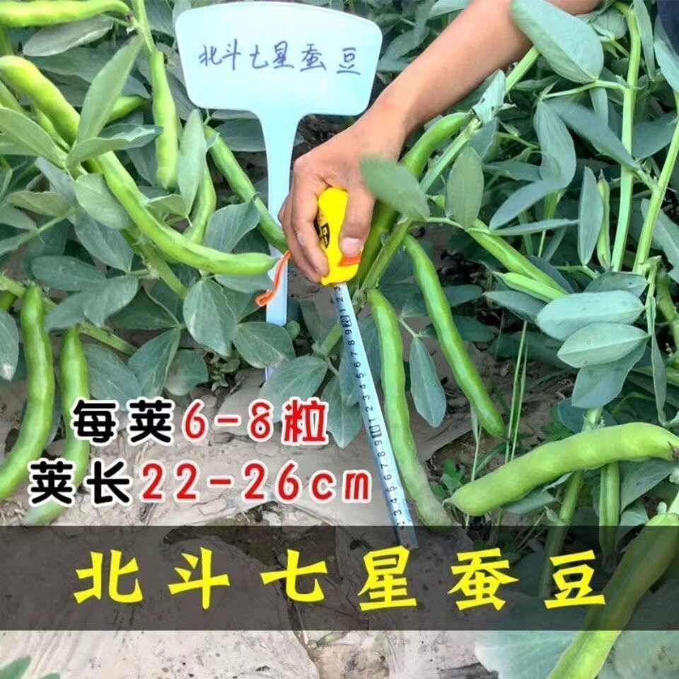 白斗七星蚕豆种子四季种植胡豆