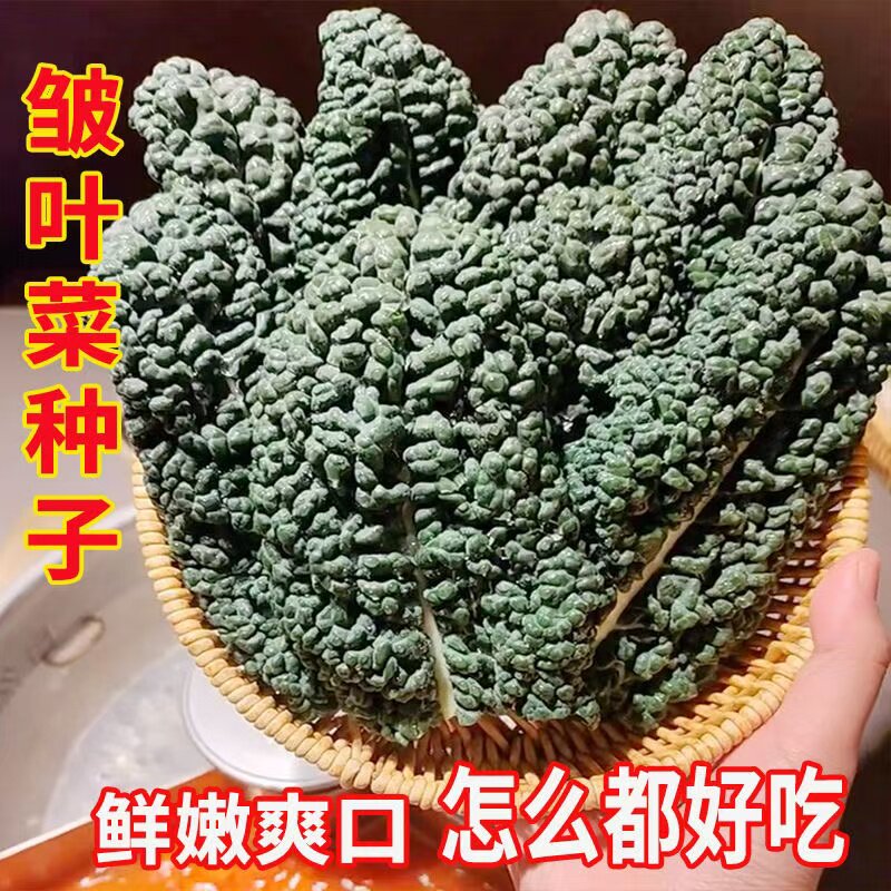 皱叶菜黑乌羽衣甘蓝种子叶用羽衣黑甘蓝皱叶甘蓝种籽脆嫩可口沙拉