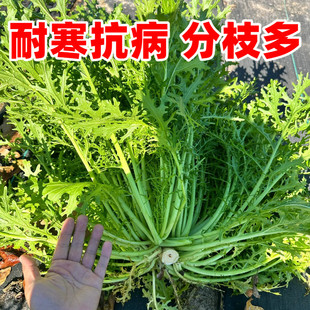 （发芽快）雪里蕻种子雪菜种籽家庭阳台小院盆栽蔬菜耐热耐寒易种