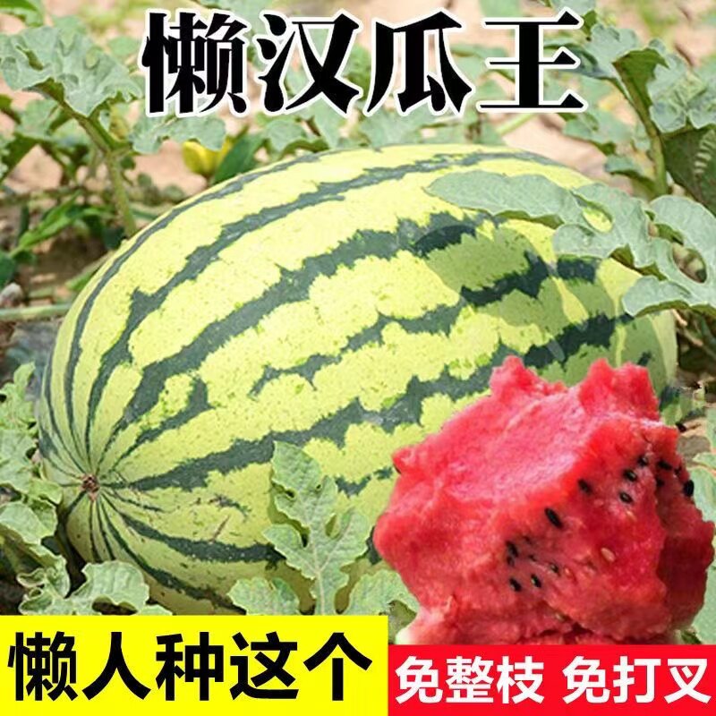 懒人西瓜种子高产超甜早熟