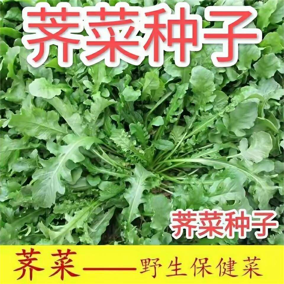 荠荠菜种子农家四季大叶春野菜种籽食用盆栽荠菜种孑青菜籽秋冬播