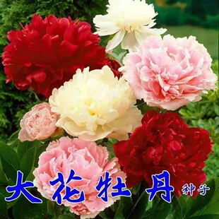 牡丹花种子花园盆栽阳台室内室外种植花种籽耐寒易活洛阳牡丹花籽