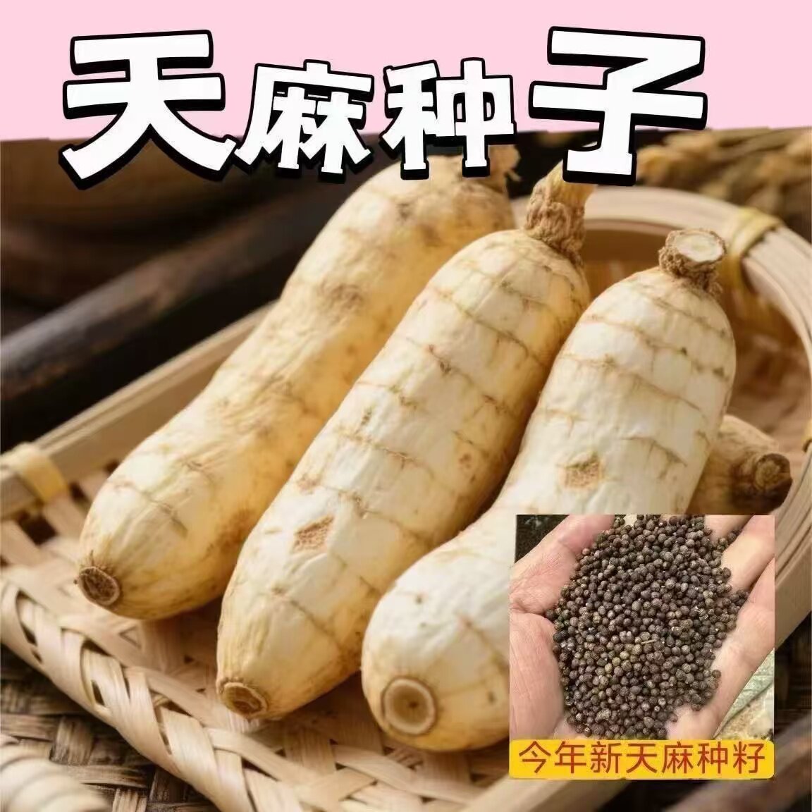 【正宗天麻种子】四季种植盆栽阳台秋冬种植高产蔬菜种子高发芽率