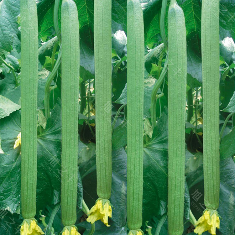 长丝瓜种籽四季种植高产
