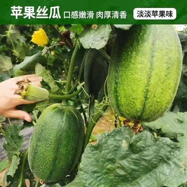 苹果丝瓜种子四季高产