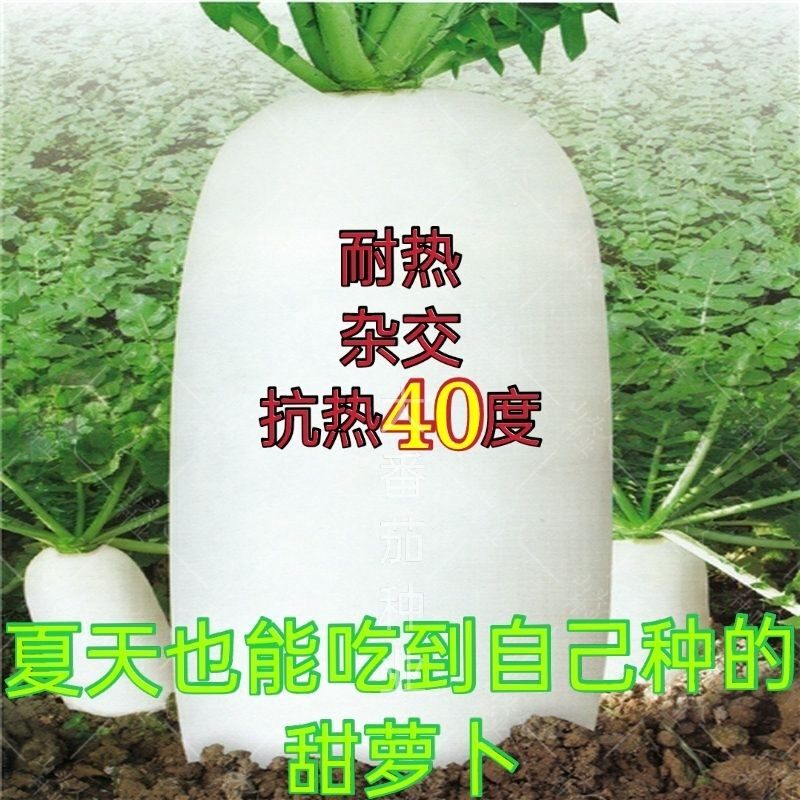 夏天种的萝卜种子耐热高产