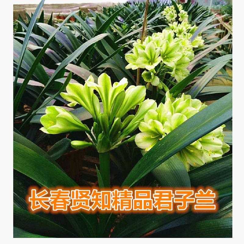 长春贤知君子兰 国兰精品臻品奇异绿花对版小苗绿植盆栽包邮