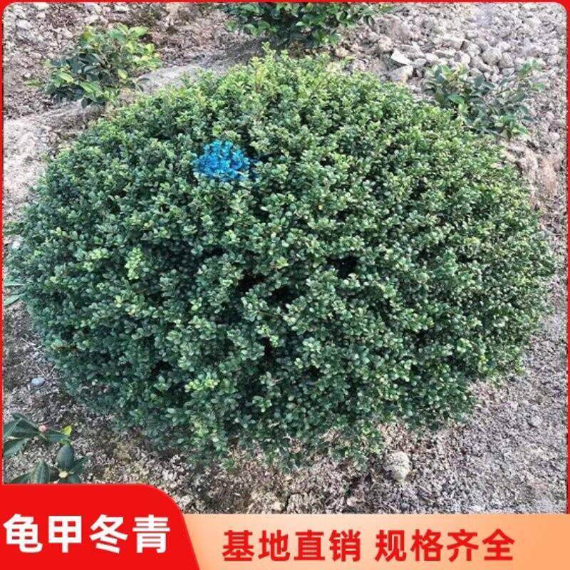 龟甲冬青树苗齿叶冬青球小叶冬青球四季常青庭院绿化苗景观造型苗
