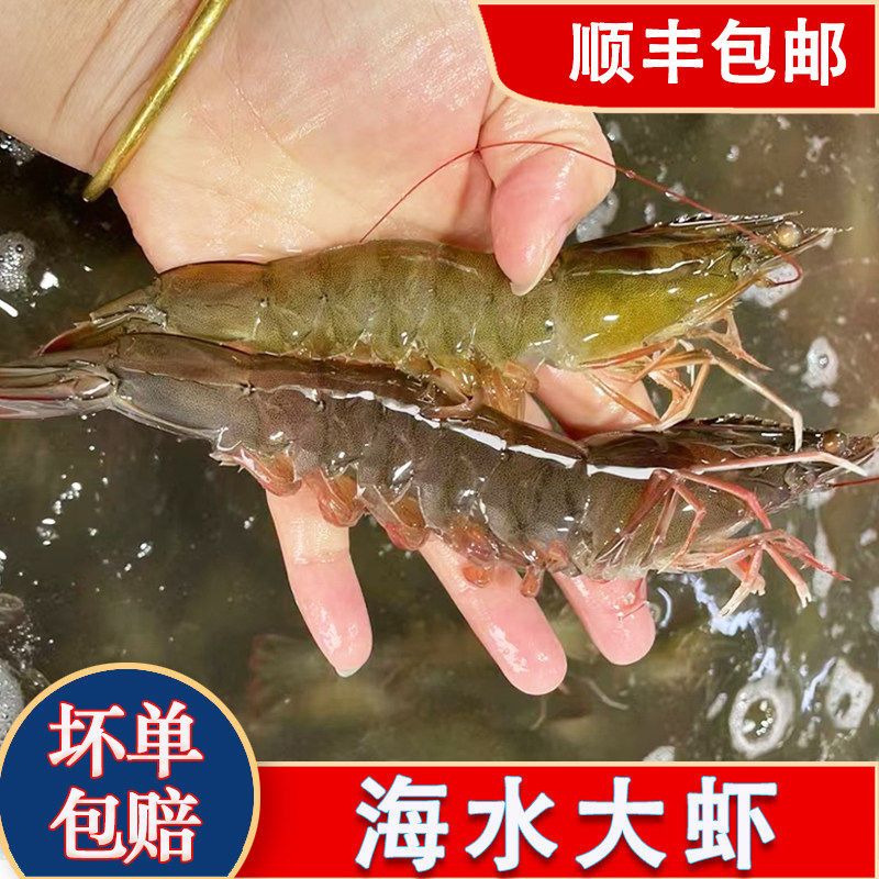 虾鲜活新鲜海水大对虾新鲜海鲜水