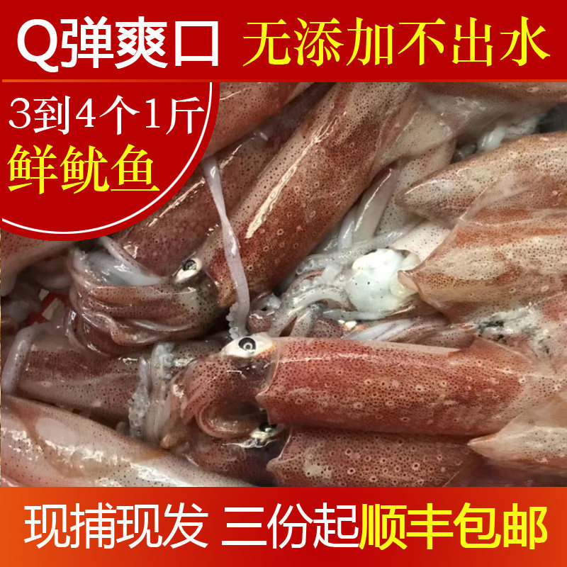 无泡水大鱿鱼鲜活渔船速冻新鲜海鲜笔管鱼小大枪乌贼章鱼海兔子