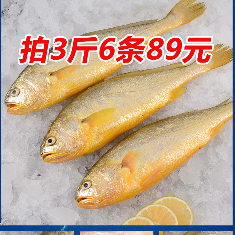 红口整条潮汕海鲜黄花鱼新鲜