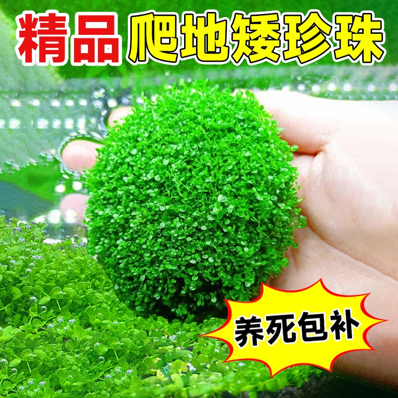 现货速发爬地矮珍珠水草趴地矮珍珠水草植物生态鱼缸造景净化水质