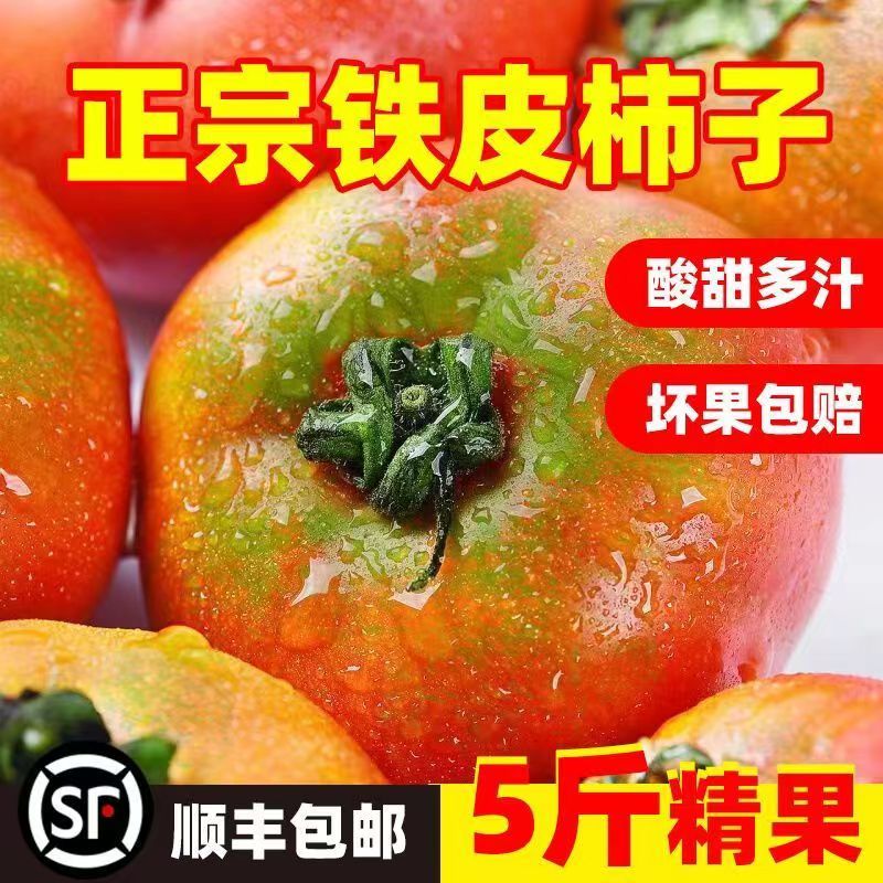 盘锦铁皮柿子碱地柿子丹东草莓西红柿东北水果生吃新鲜番茄自然熟