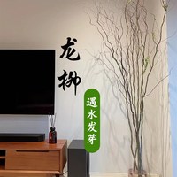 高雅龍柳c雪柳鮮枝水培植物客廳綠植盆栽好養(yǎng)干枝帶花苞柳條枝