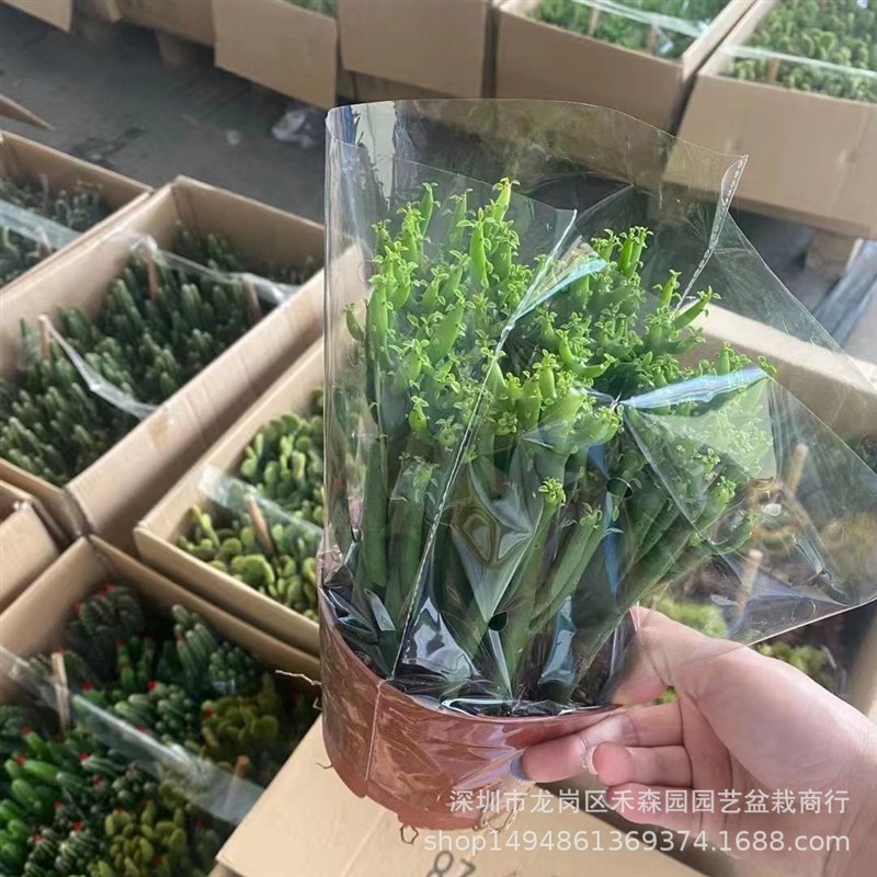 光棍树红珊瑚彭仙人掌微景观y四季常绿多肉植物盆栽室内花基地