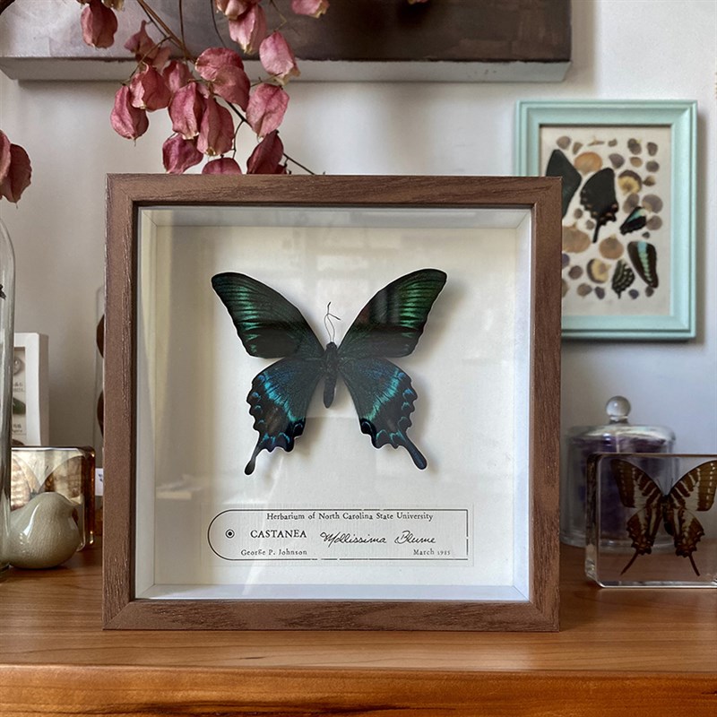 真蝴蝶标本相框摆n件干花植物装饰画挂墙科普知识礼物创意复古